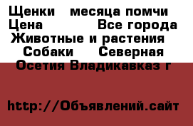 Щенки 4 месяца-помчи › Цена ­ 5 000 - Все города Животные и растения » Собаки   . Северная Осетия,Владикавказ г.